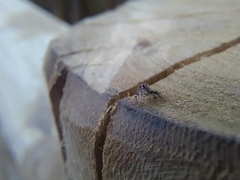 Atelurius segmentatus