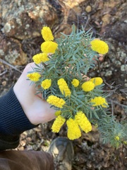 Acacia drummondii