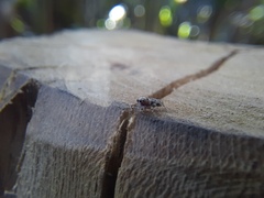 Atelurius segmentatus