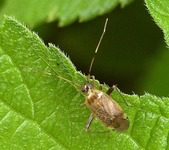 Adelphocoris triannulatus