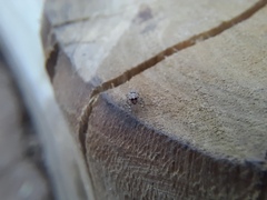 Atelurius segmentatus