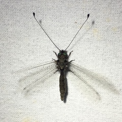 Ululodes quadripunctatus