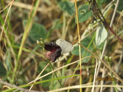 Euchrysops