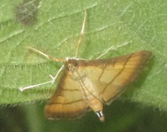 Cnaphalocrocis rutilalis