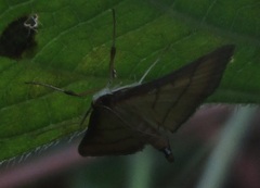 Cnaphalocrocis rutilalis