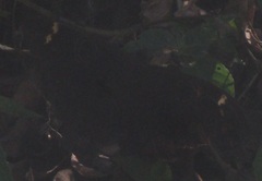 Erebus hieroglyphica