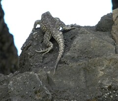 Oplurus cuvieri comorensis