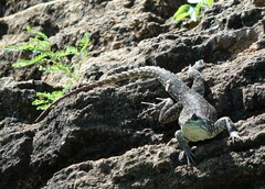 Oplurus cuvieri comorensis