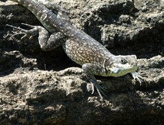 Oplurus cuvieri comorensis
