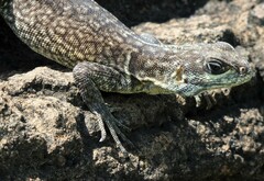 Oplurus cuvieri comorensis