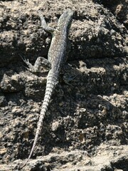 Oplurus cuvieri comorensis