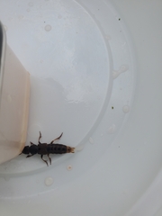 Platydracus maculosus