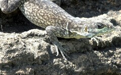 Oplurus cuvieri comorensis