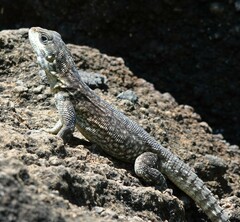 Oplurus cuvieri comorensis