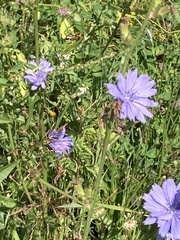 Cichorium intybus