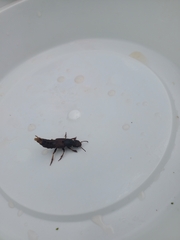 Platydracus maculosus