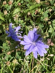 Cichorium intybus