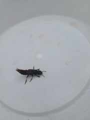 Platydracus maculosus