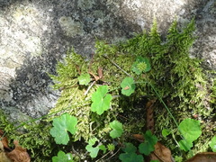 Hydrocotyle nepalensis