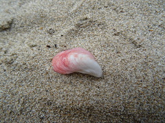 Septifer bilocularis