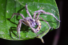 Phoneutria boliviensis