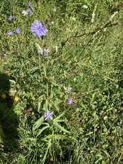 Cichorium intybus