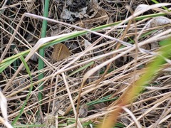 Brakefieldia perspicua