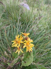 Ligularia sibirica