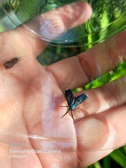 Uranophora terminalis