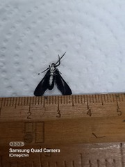 Uranophora terminalis