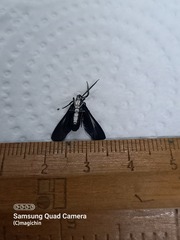 Uranophora terminalis