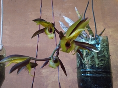 Catasetum osculatum