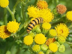 Tyria jacobaeae