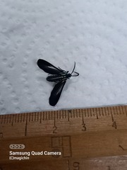 Uranophora terminalis