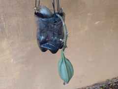 Catasetum fimbriatum