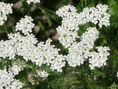 Achillea millefolium