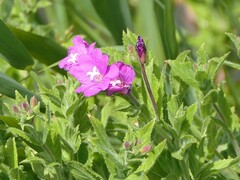 Epilobium hirsutum