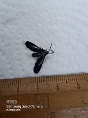 Uranophora terminalis