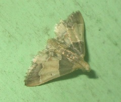 Pyralis pictalis