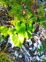 Phlomoides tuberosa