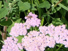 Epistrophe eligans