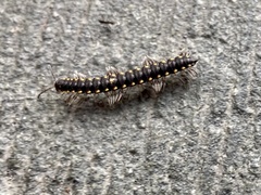 Chondromorpha xanthotricha