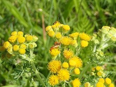 Rhagonycha fulva