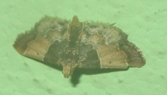 Pyralis pictalis