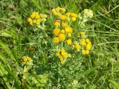 Jacobaea vulgaris dunensis