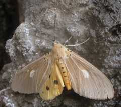 Asota plaginota