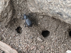 Cryptoglossa muricata