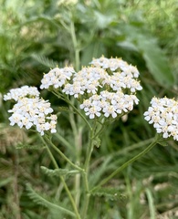 Achillea millefolium