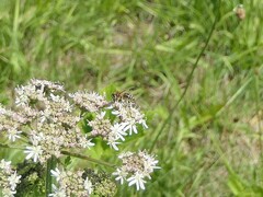 Apis mellifera