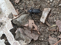 Cryptoglossa muricata